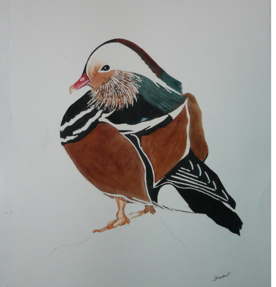 Mandarin Duck