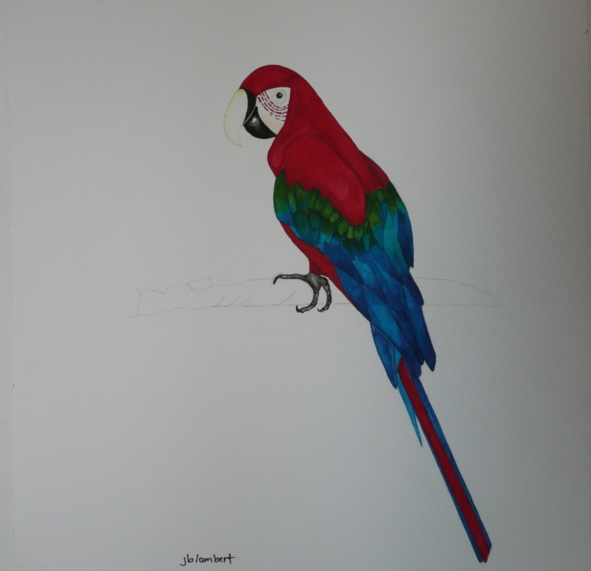 Red and Blue Macaw