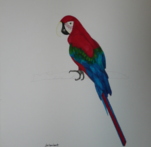 Red and Blue Macaw
