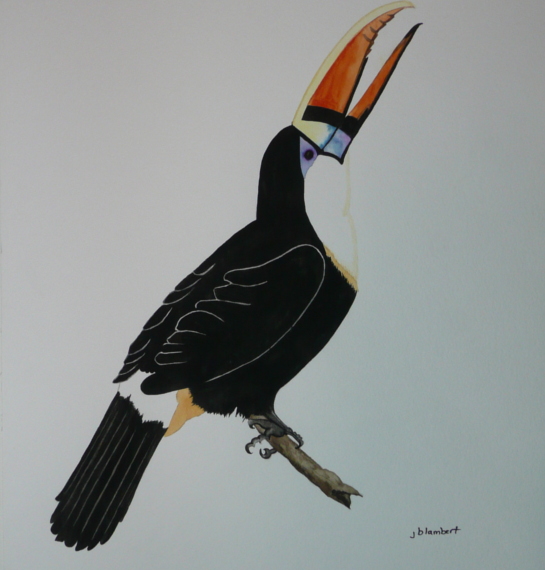 Toucan